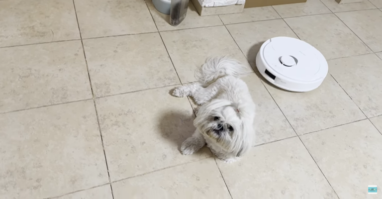 רובורוק עם כלב